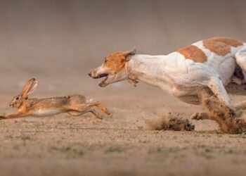 Bài học về lương thưởng qua câu chuyện ngắn