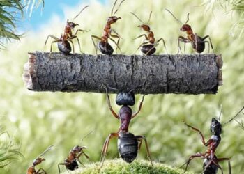 Câu chuyện về chú nhân viên Kiến và ông chủ Sư Tử