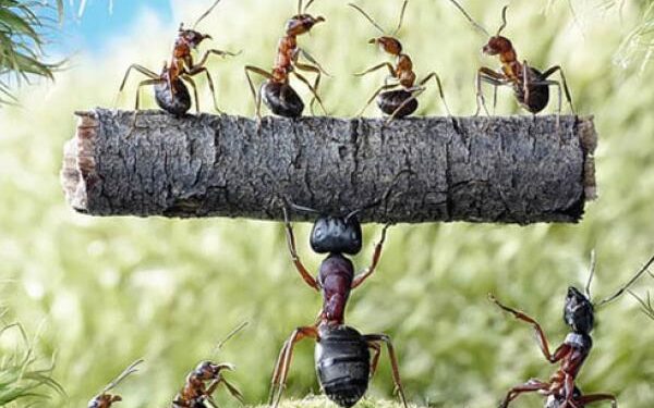 Câu chuyện về chú nhân viên Kiến và ông chủ Sư Tử