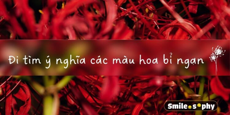 Ý nghĩa vui về Hoa Bỉ Ngạn Trong Marketing